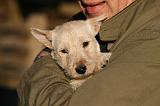 ADULTE ET CHIEN 369